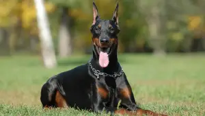 Photo №4. I will sell dobermann in the city of Varna. from nursery, breeder - price - 500$