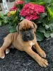 Photo №2 to announcement № 111394 for the sale of boxer - buy in United States 