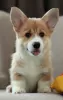 Additional photos: Welsh Corgi Pembroke puppies from titled parents