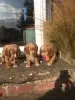 Photo №3. Beautiful Cocker Spaniel Puppies. United States