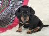 Photo №1. dachshund - for sale in the city of Lisbon | negotiated | Announcement № 126859