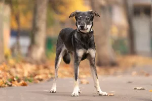 Photo №3. Greyka in search of his family and his best home. Russian Federation