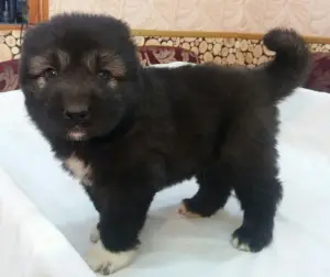 Additional photos: I propose to reserve the Caucasian Shepherd Dog KSU, they are 3 weeks old