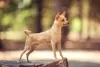 Photo №2 to announcement № 125930 for the sale of chihuahua - buy in United Kingdom private announcement, breeder