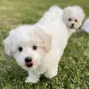 Photo №2 to announcement № 89888 for the sale of bichon frise - buy in Australia 