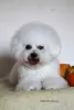 Additional photos: Bichon Frize puppies