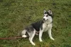 Photo №3. Husky named Michelle. Ukraine