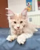 Photo №2 to announcement № 105630 for the sale of maine coon - buy in Germany breeder