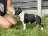 Additional photos: Miniature Bull Terrier