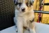 Photo №1. australian shepherd - for sale in the city of Förby | Is free | Announcement № 128836