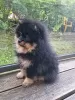 Additional photos: Сute black&tan Pomeranian puppy