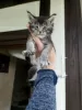 Photo №1. maine coon - for sale in the city of Edinburgh | 423$ | Announcement № 125553