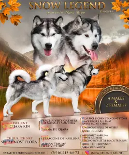 Photo №1. alaskan malamute - for sale in the city of Москва | Negotiated | Announcement № 4925