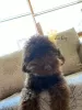 Photo №2 to announcement № 11702 for the sale of poodle (dwarf) - buy in Ukraine private announcement