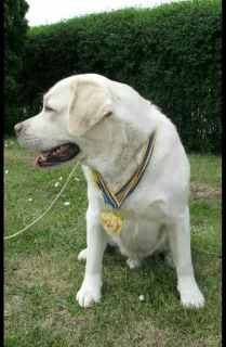 Additional photos: HIGH BREED PUPPIES OF LABRADOR-RETRIVER FROM CHAMPIONS