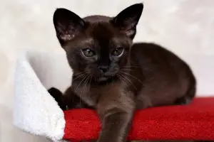 Photo №4. I will sell burmese cat in the city of Minsk. from nursery - price - 426$