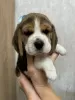 Additional photos: Purebred show class beagle puppies