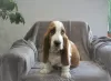 Photo №3. Basset hound. Russian Federation