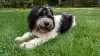 Additional photos: Puppy Polish Lowland Sheepdog Puppy - Polish Lowland Sheepdog FCI