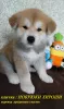 Photo №4. I will sell akita in the city of Tambov. breeder - price - negotiated