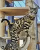 Photo №1. bengal cat - for sale in the city of London | 1268$ | Announcement № 125253