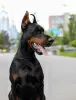 Additional photos: Doberman FCI