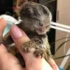 Additional photos: Marmosets available