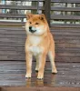 Photo №1. shiba inu - for sale in the city of Москва | 1302$ | Announcement № 6246