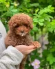 Photo №2 to announcement № 126850 for the sale of poodle (toy) - buy in France breeder