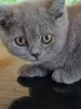 Photo №2 to announcement № 106073 for the sale of british shorthair - buy in Poland private announcement