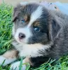 Photo №1. australian shepherd - for sale in the city of Sydney | Is free | Announcement № 123106