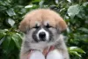 Photo №2 to announcement № 50488 for the sale of akita - buy in Ukraine breeder