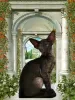 Photo №1. oriental shorthair - for sale in the city of Москва | 455$ | Announcement № 33130