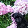 Photo №2 to announcement № 13672 for the sale of affenpinscher - buy in Austria private announcement