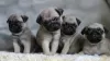 Photo №1. pug - for sale in the city of Aalter | 402$ | Announcement № 96200