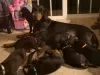 Photo №2 to announcement № 129259 for the sale of dobermann - buy in Switzerland breeder