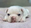 Additional photos: French Bulldog Puppies