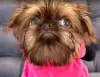 Photo №1. brussels griffon - for sale in the city of Belgrade | negotiated | Announcement № 105480