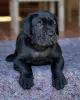 Photo №4. I will sell cane corso in the city of St. Petersburg. private announcement - price - 329$