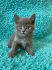 Photo №2 to announcement № 113144 for the sale of british shorthair - buy in France 