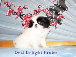 Photo №1. japanese chin - for sale in the city of Москва | 554$ | Announcement № 5099