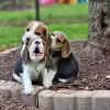 Photo №2 to announcement № 128467 for the sale of beagle - buy in Germany private announcement