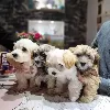 Additional photos: Havanese puppies