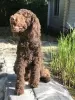 Photo №3. Standard Poodle brown stud dog. Germany