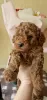 Additional photos: Puppies toy poodle (Reservation)