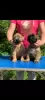 Additional photos: Beautiful purebred puppies for sale