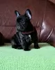 Additional photos: Cute adorable french bulldog puppies