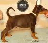 Additional photos: doberman puppies