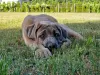 Additional photos: Cane Corso (FCI)