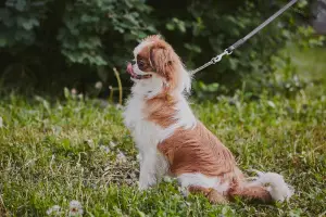 Photo №4. I will sell japanese chin in the city of St. Petersburg. from nursery - price - 865$